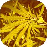 Mellow yellow