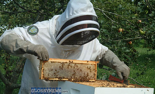 bee keepers sting feds fixing killer glossynews
