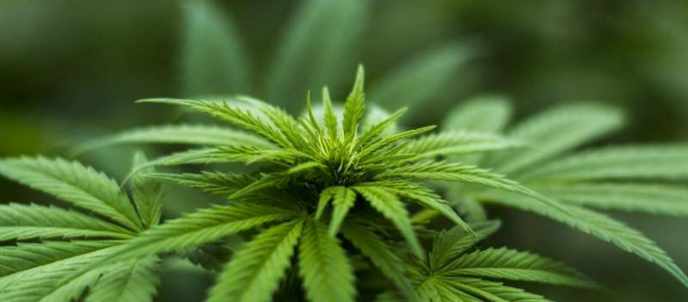 Marijuana