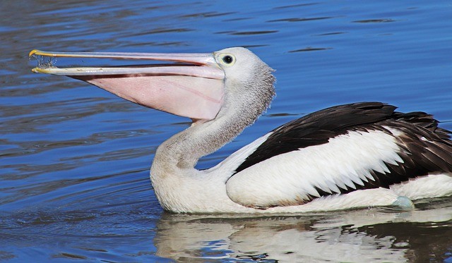 Naughty pelican bird